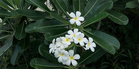 frangipani plant bunnings.